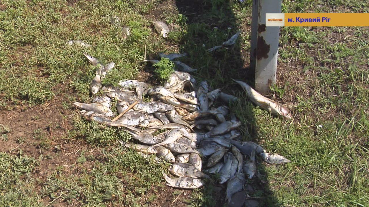 Загибель риби в Златоустівській водоймі сталася через нестачу кисню у воді - Держпродспоживслужба
