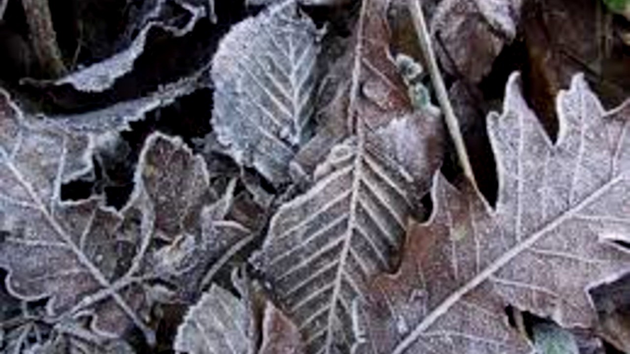 Метеорологи Дніпропетровщини попереджають про нічні заморозки на поверхні ґрунту