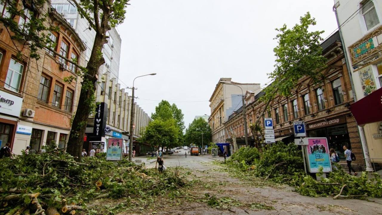 У Дніпрі зареєстрували петицію з вимогою не вирубувати дерева на вулиці Короленка