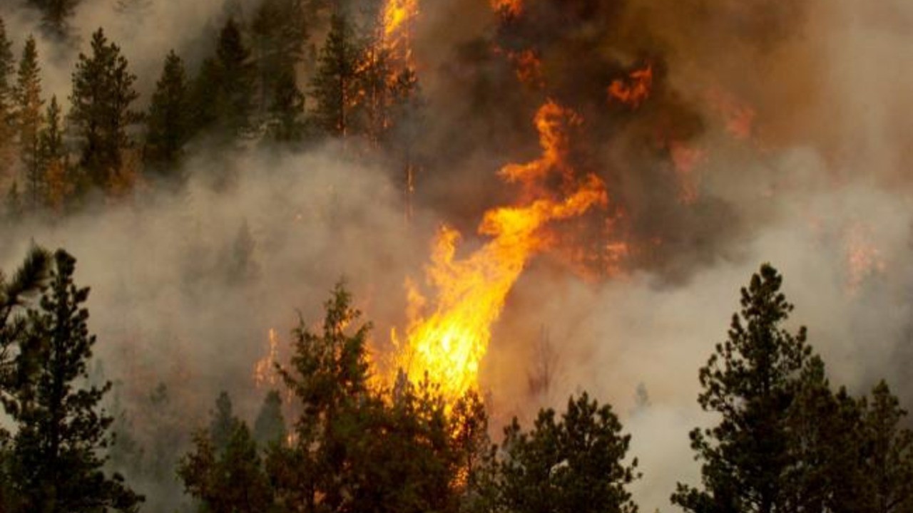З початку року на Дніпропетровщині сталося 20 лісових пожеж 