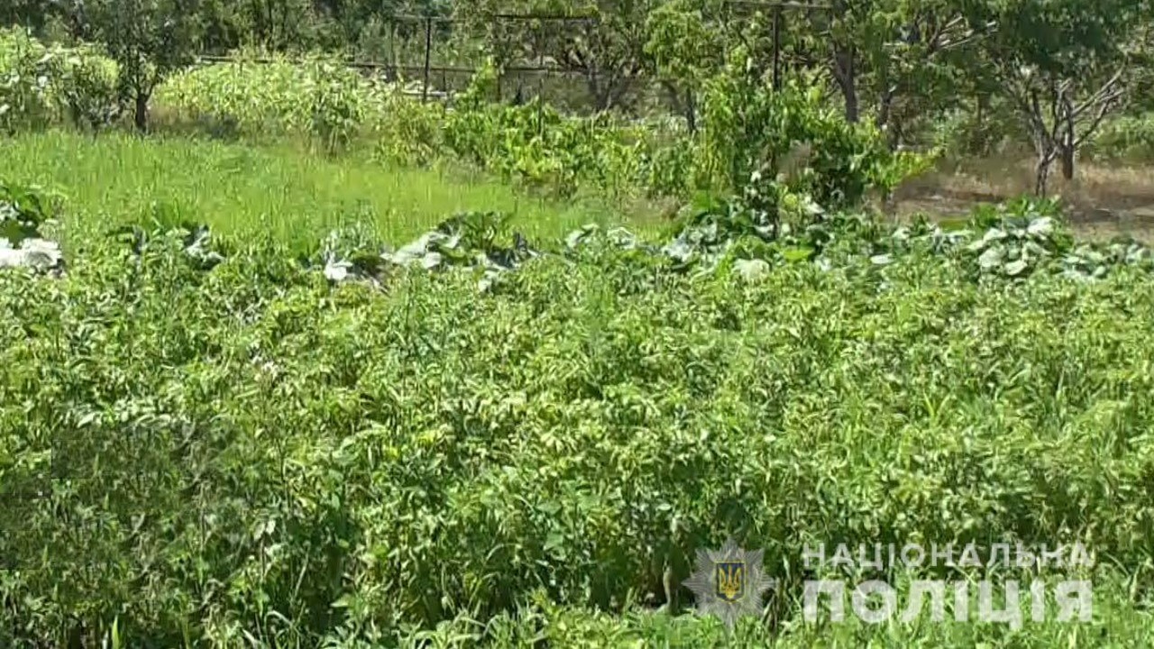 На присадибній ділянці у Кривому Розі поліція виявила 447 рослин конопель 