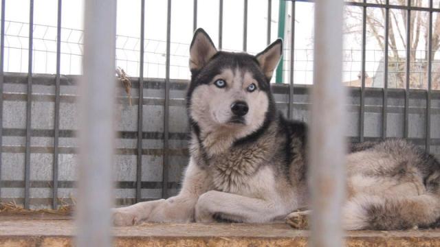 Дніпровські комунальники забрали собак, виловлених у Дніпрі, з харківського притулку